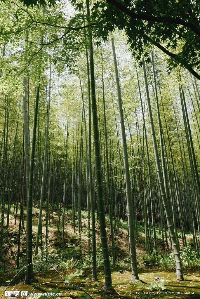 竹林