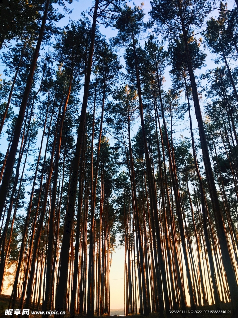 竹林