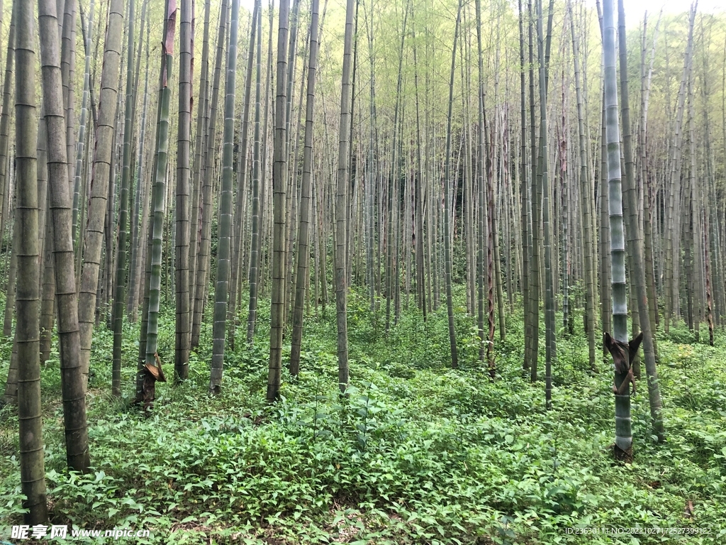 竹林