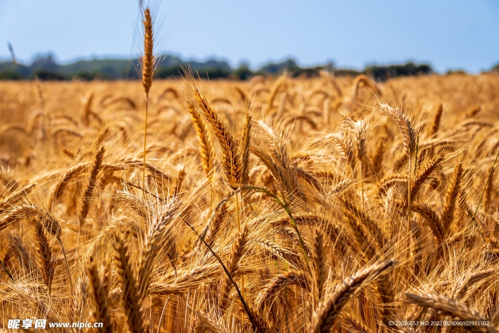 秋天麦田小麦麦穗