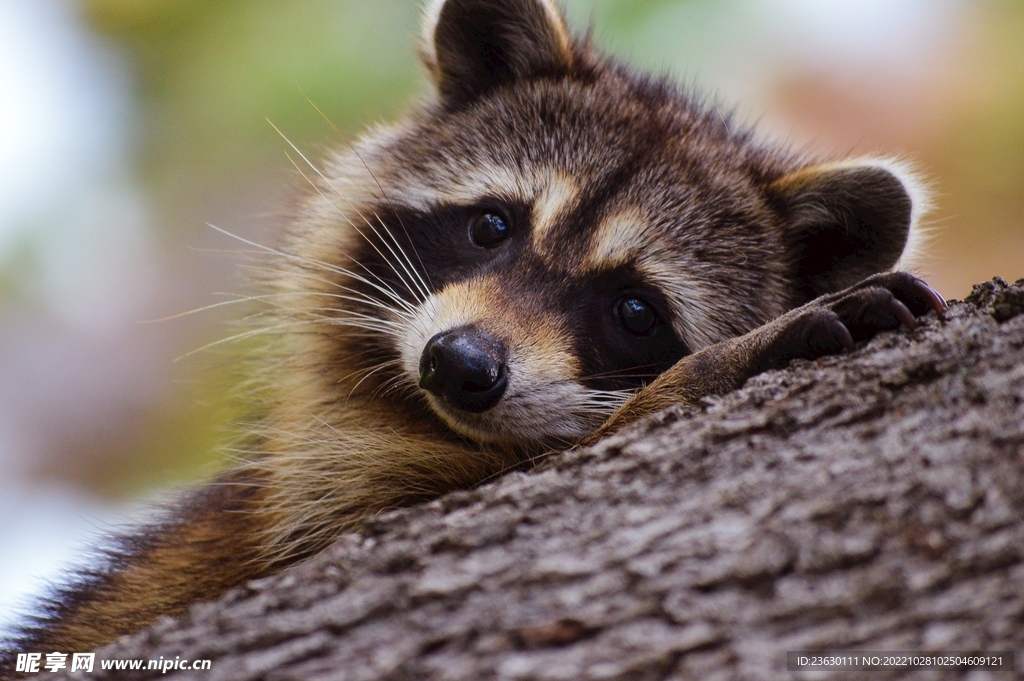 浣熊