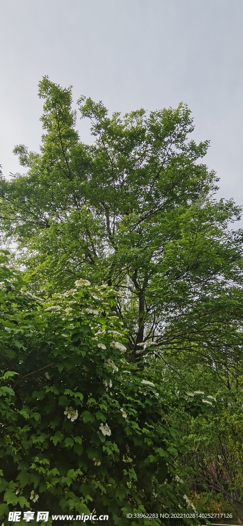绿树