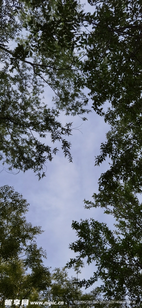 绿树