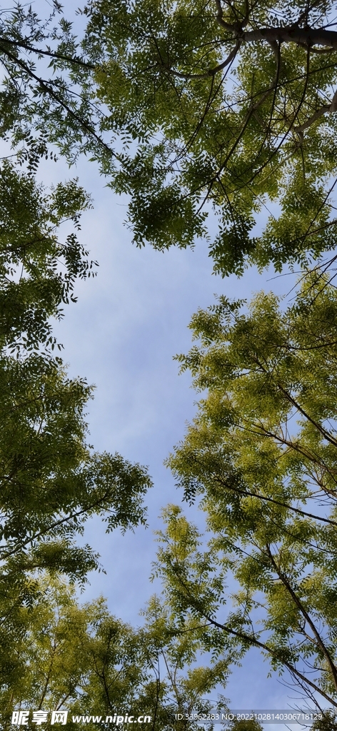 绿树
