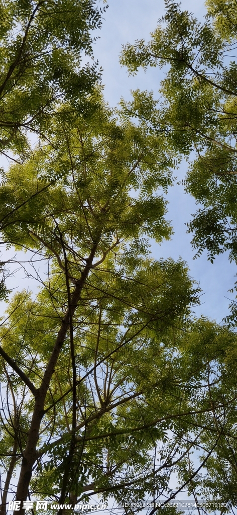 绿树