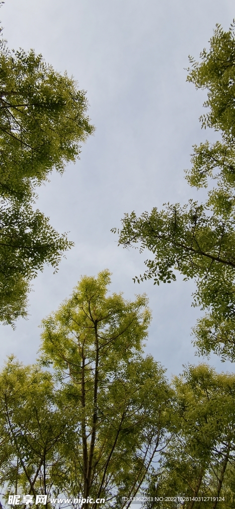 绿树