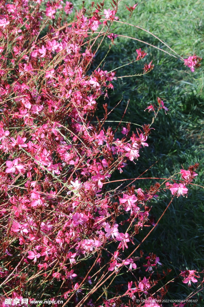 山桃草  