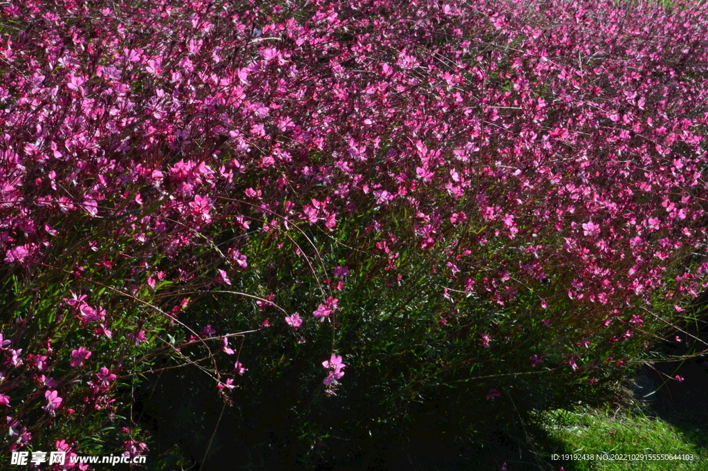 山桃草  