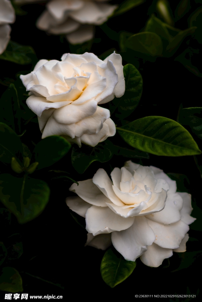 栀子花