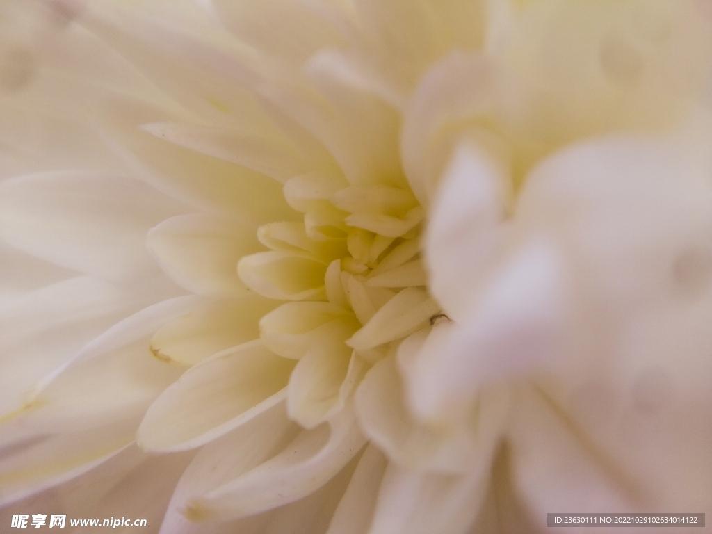 菊花特写 