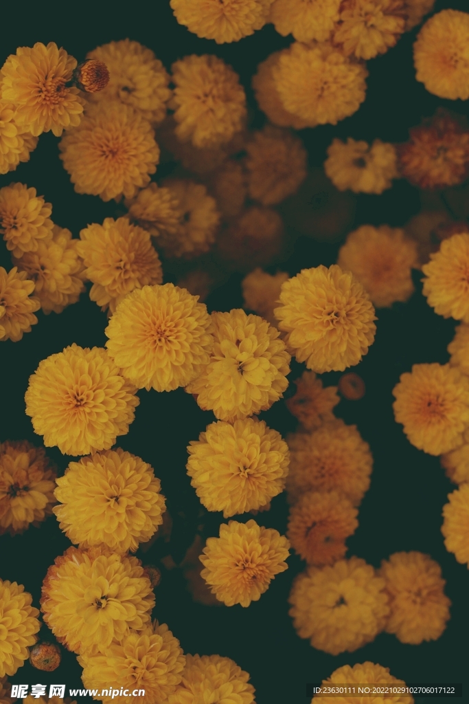 菊花