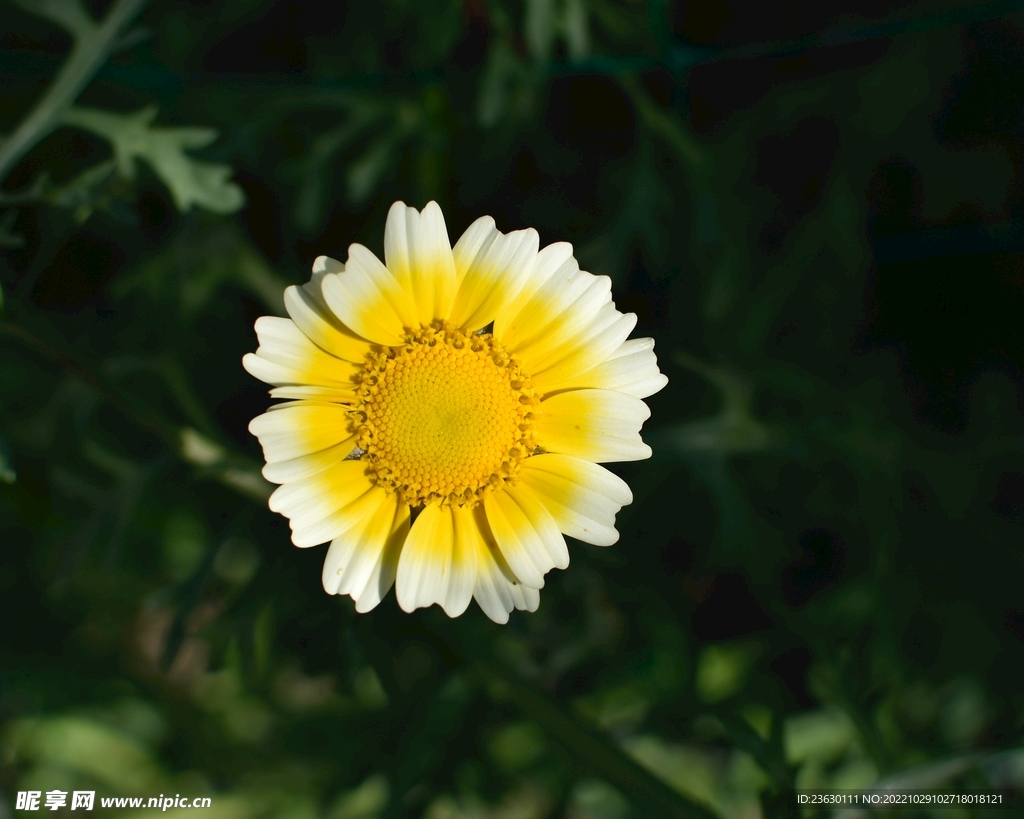 菊花