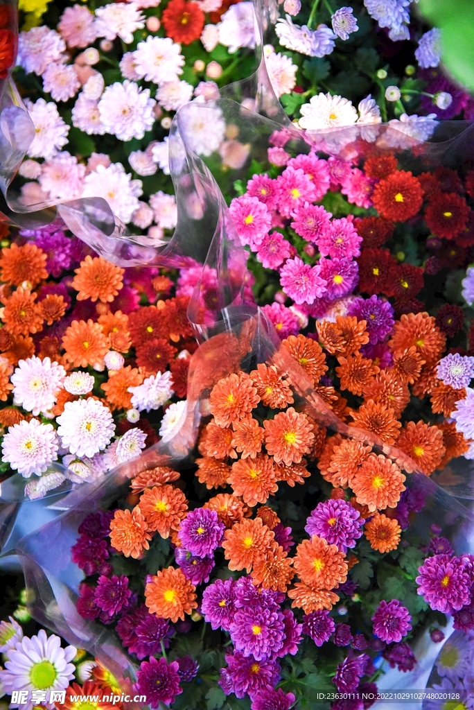 菊花