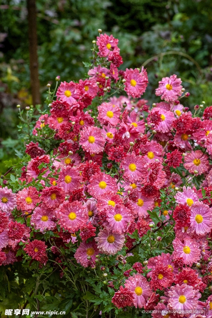 菊花