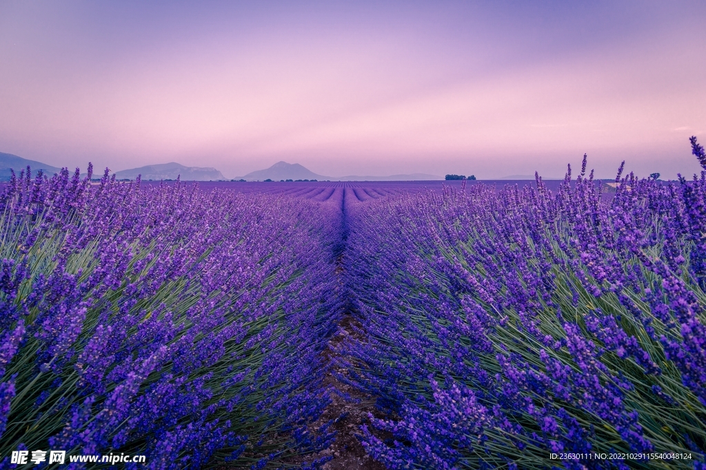 薰衣草花田