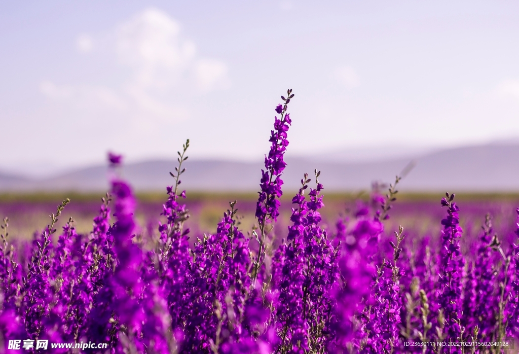 鲜花