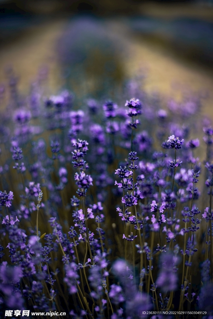 薰衣草