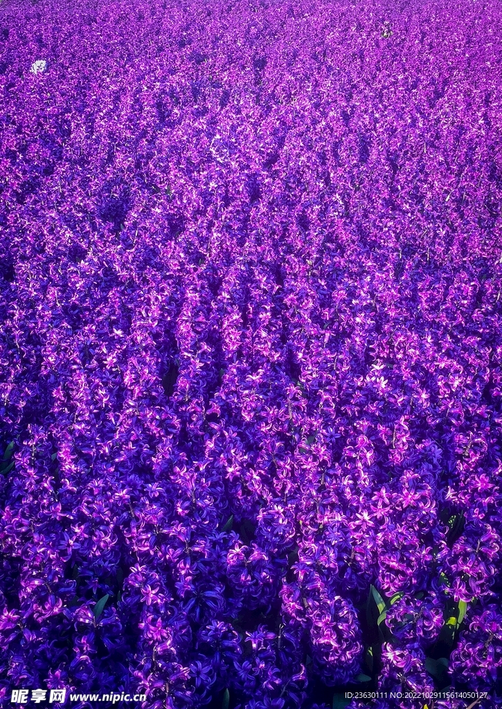 花海