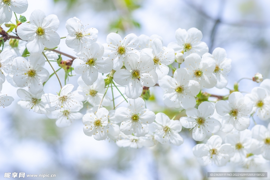 梅花