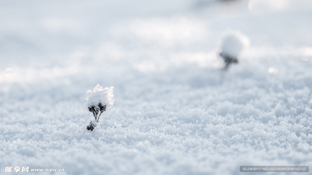 雪地