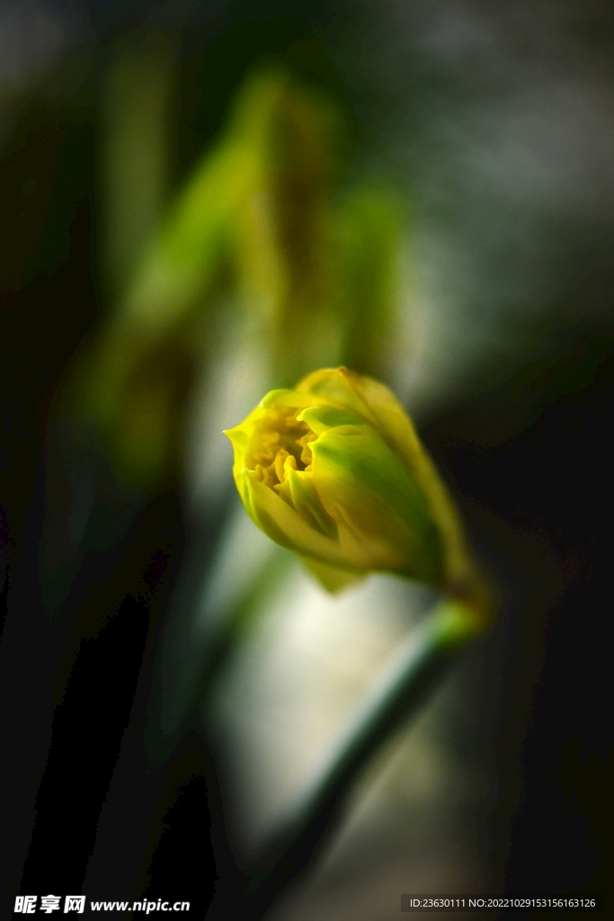 花苞