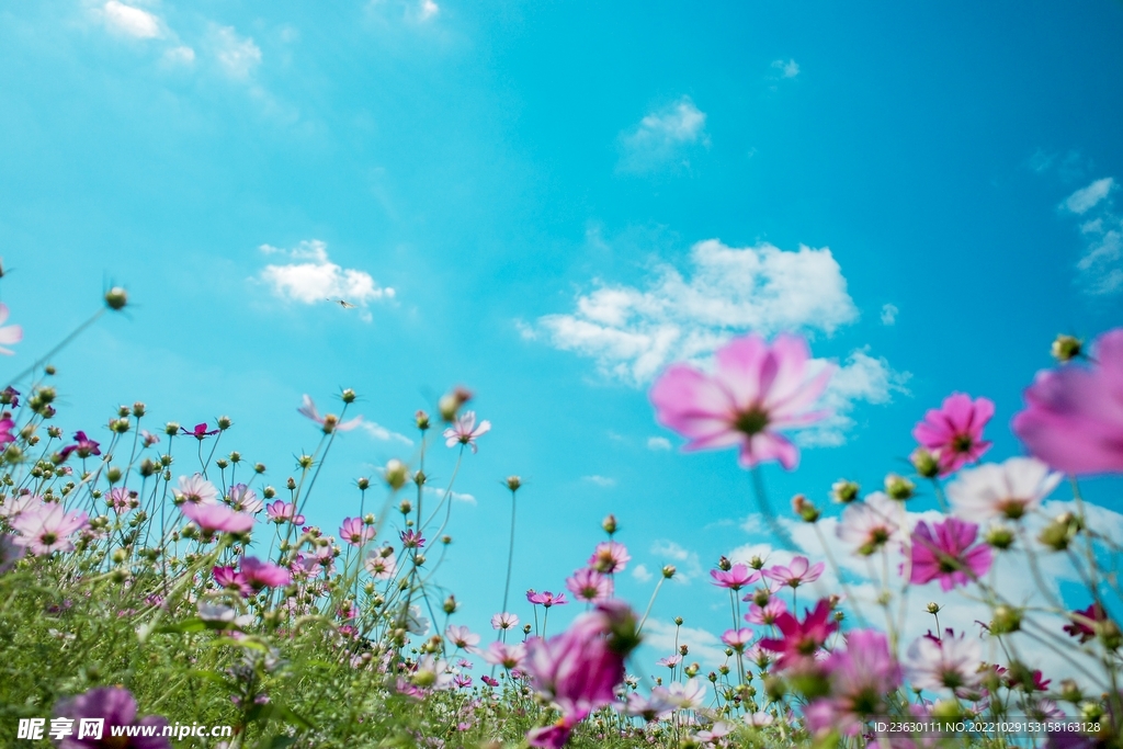 波斯菊