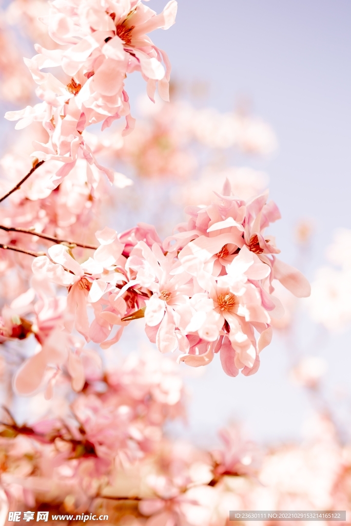 樱花