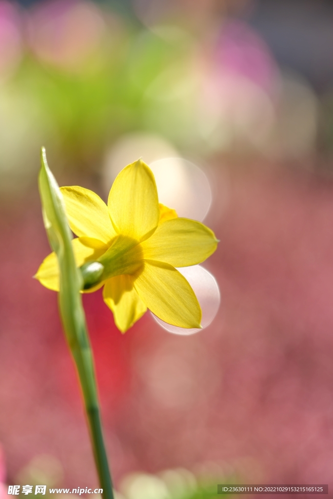 迎春花