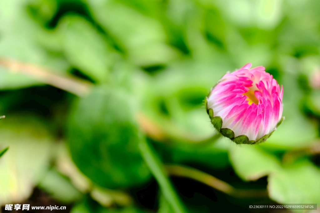 小雏菊