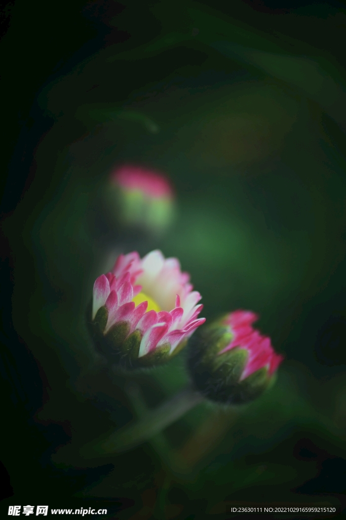 小雏菊
