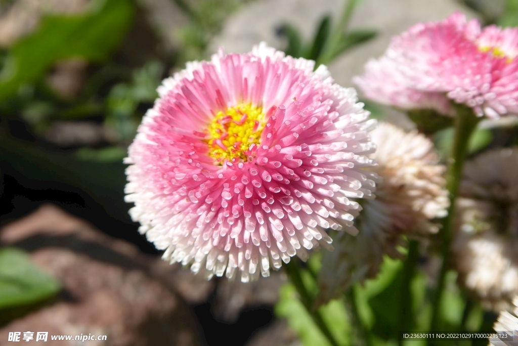小雏菊