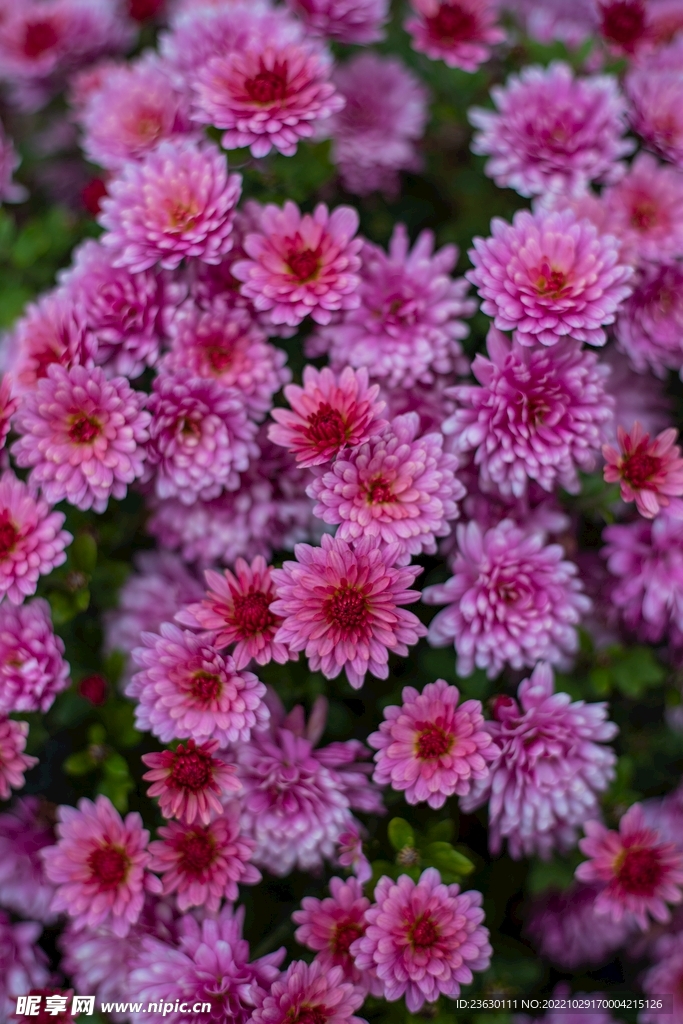 一片菊花
