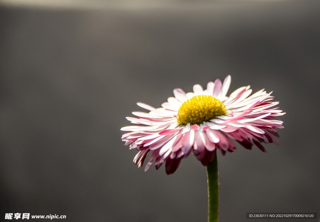 鲜花特写