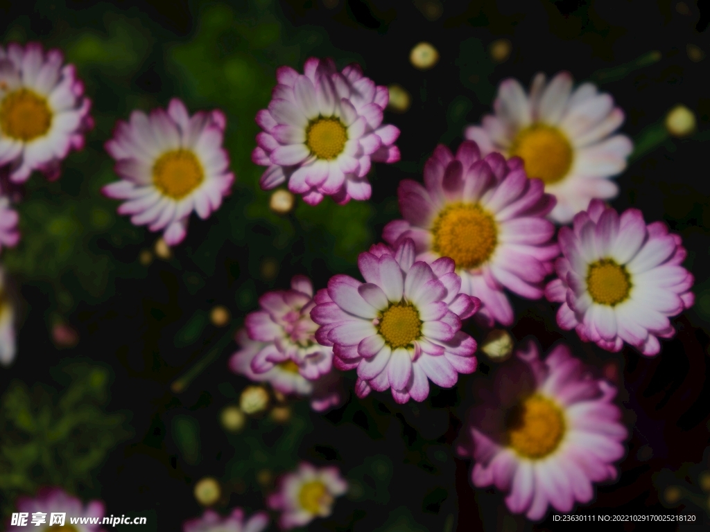 粉色鲜花