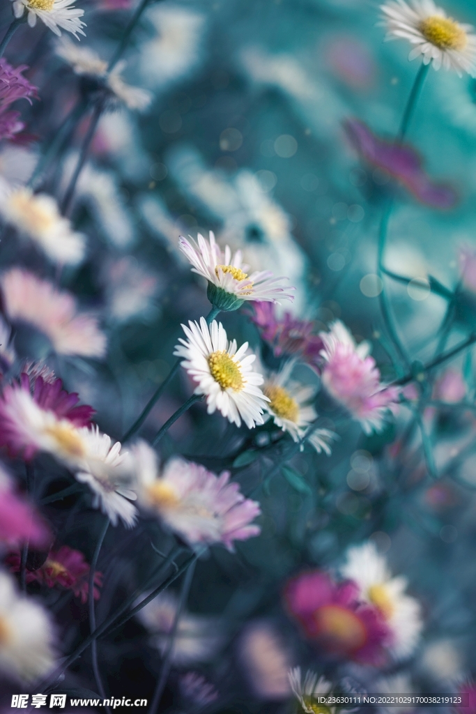 唯美鲜花