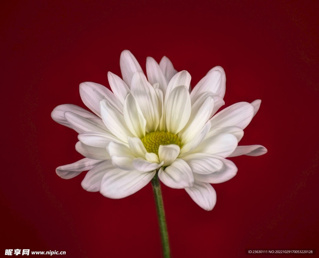 雏菊鲜花