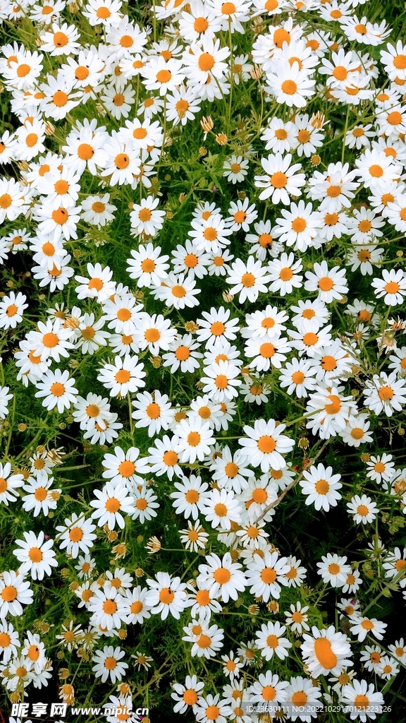 小雏菊