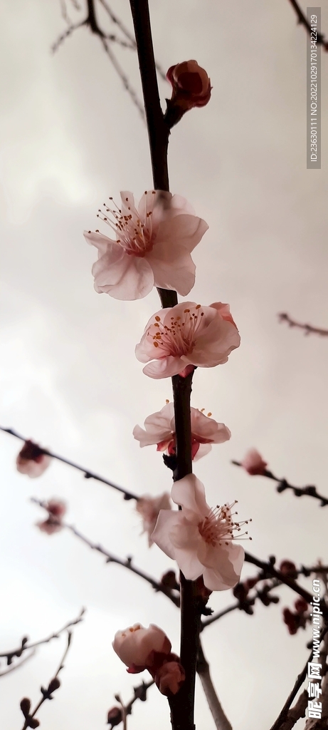 桃花树枝