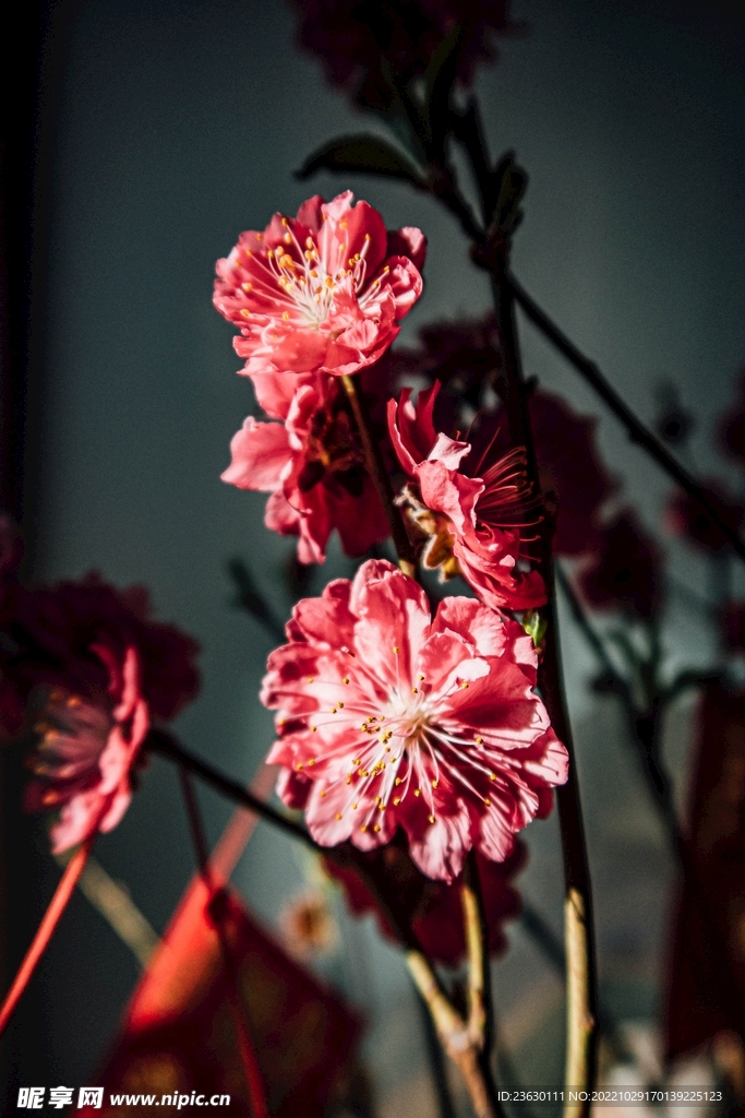 桃花