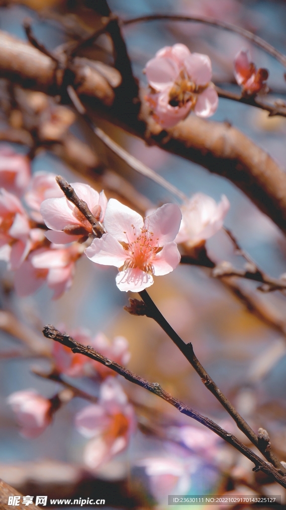 桃花
