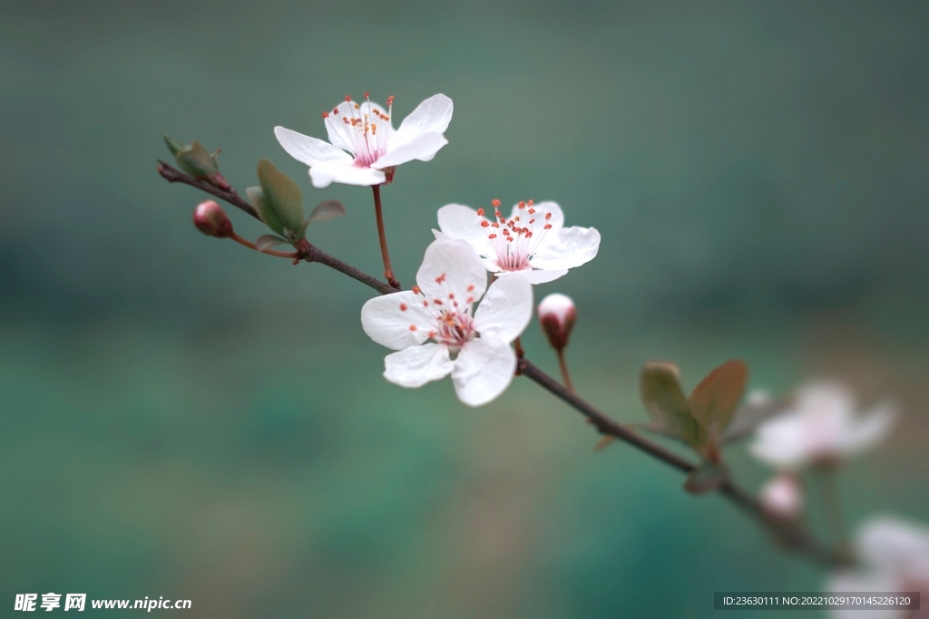 樱花