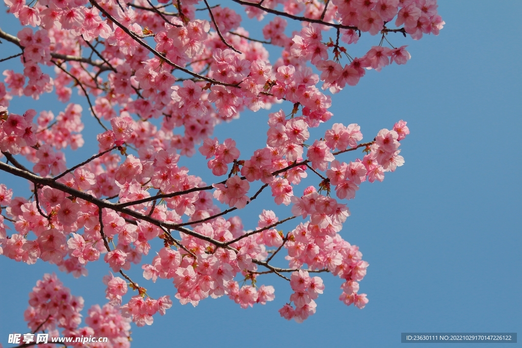 樱花