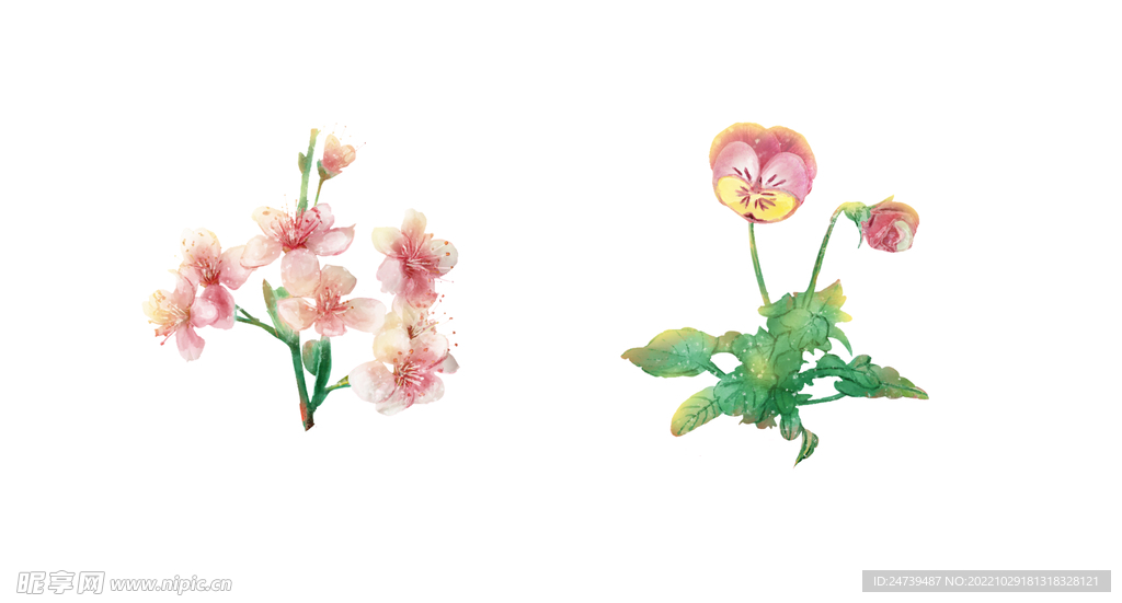 水彩花卉