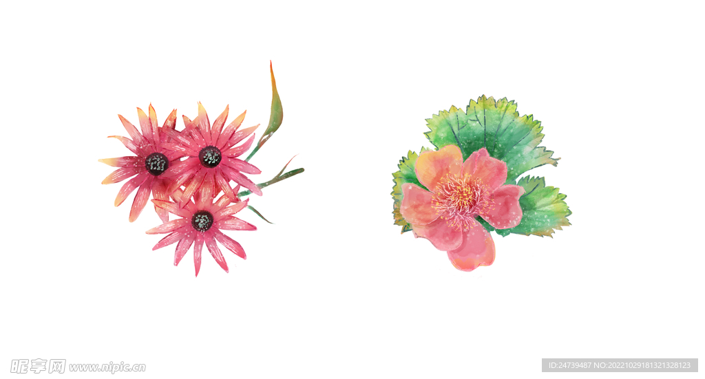 水彩花卉