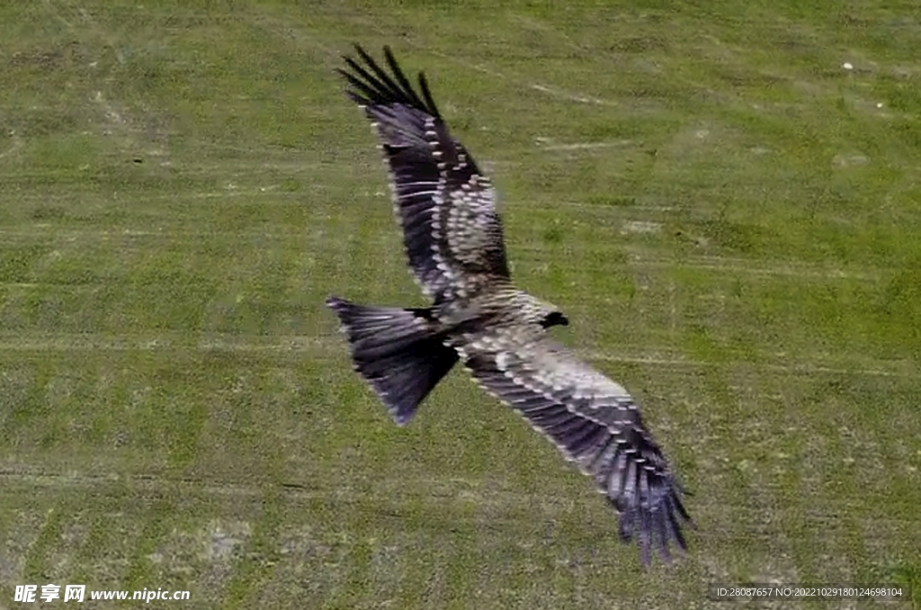 乌兰布统草原上的鹰 视频
