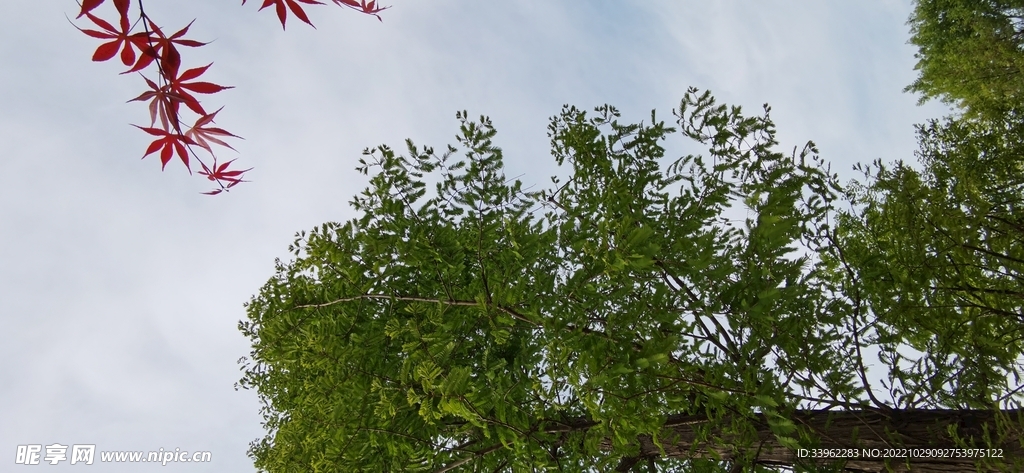 鸡爪槭