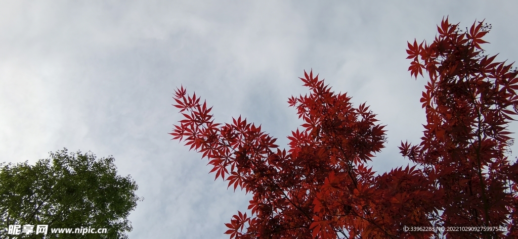 鸡爪槭