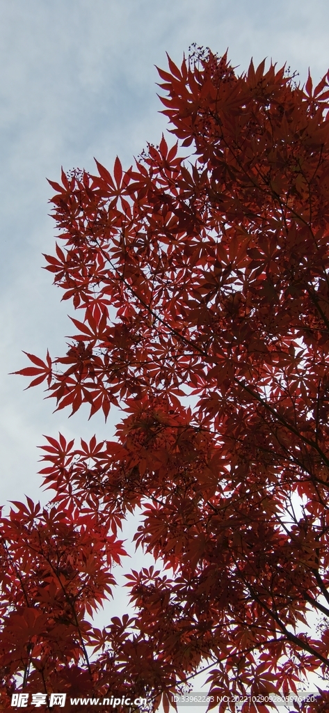 鸡爪槭