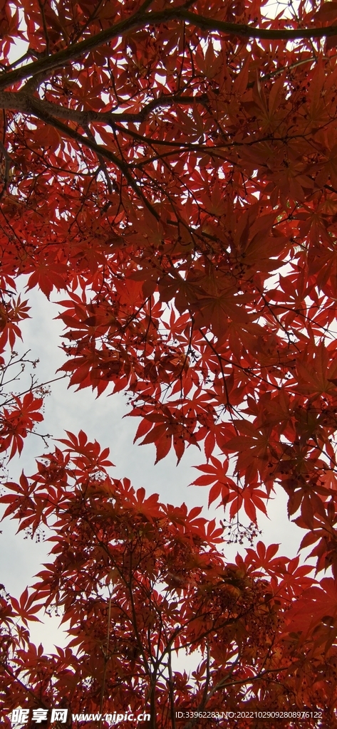 鸡爪槭