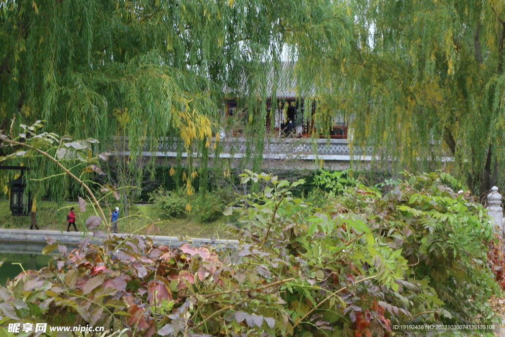 垂柳风景 
